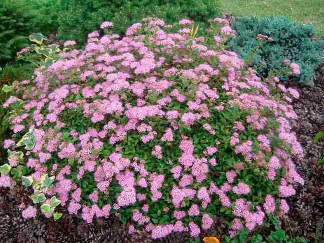 Спирея японская Джапаниз Дворф (Spiraea japonica Japanese Dwarf ...